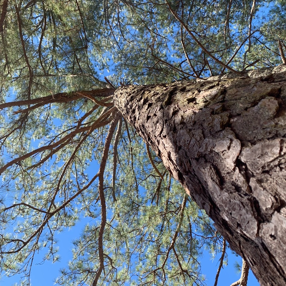 Meet your Posher, Ava